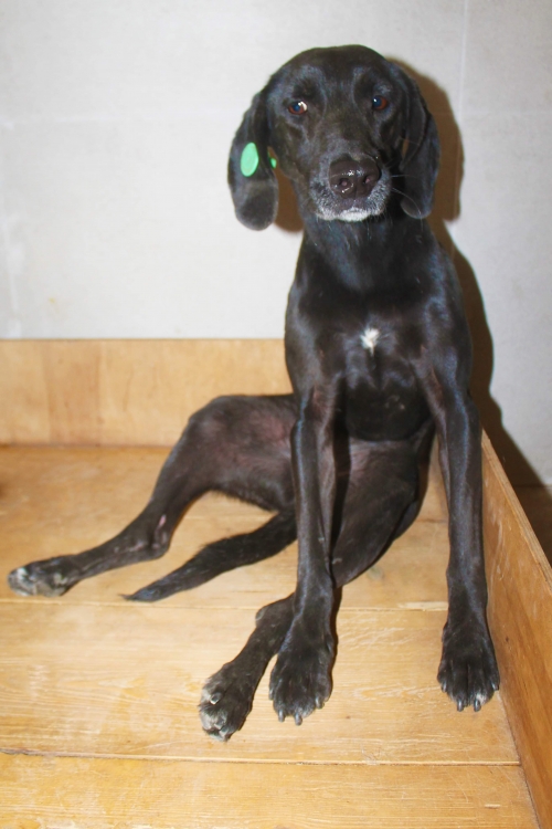 მეტისი უსახელო