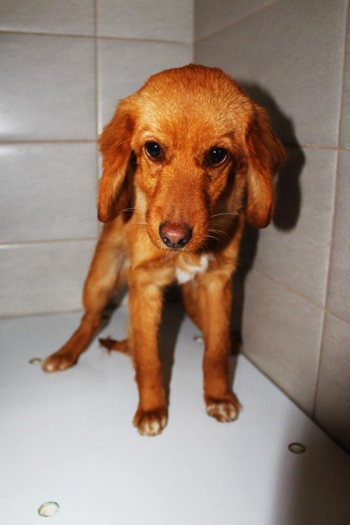 კოკერსპანელის მეტისი უსახელო