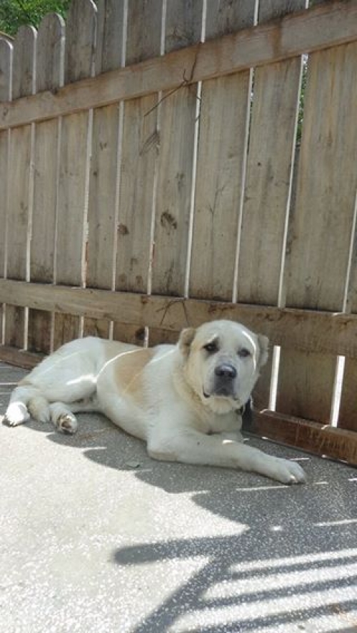 ქართული ნაგაზი თორღუა