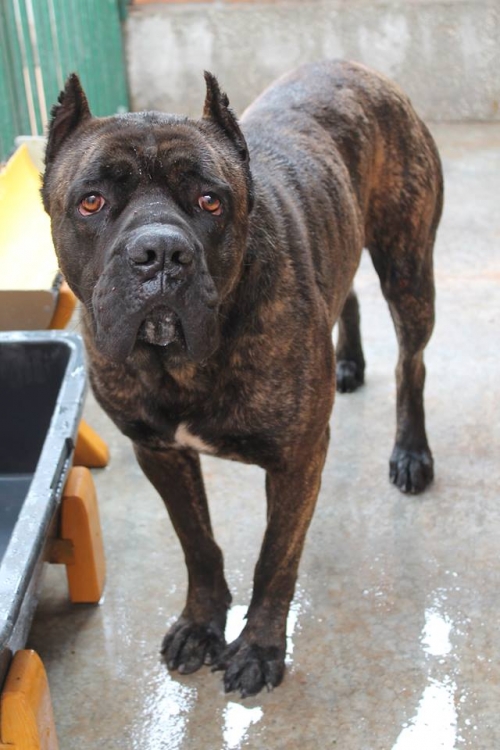 კანე კორსო დუჩი