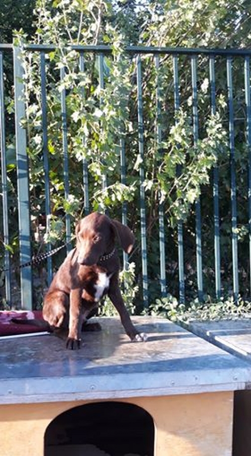 მეტისი უსახელო