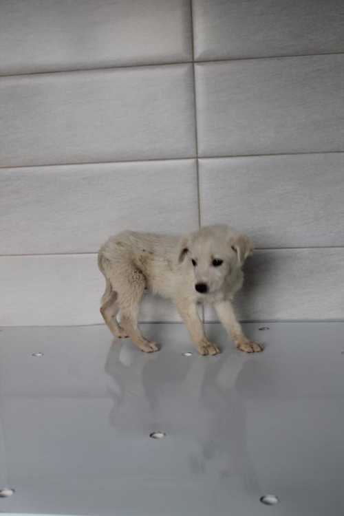 მეტისი უსახელო