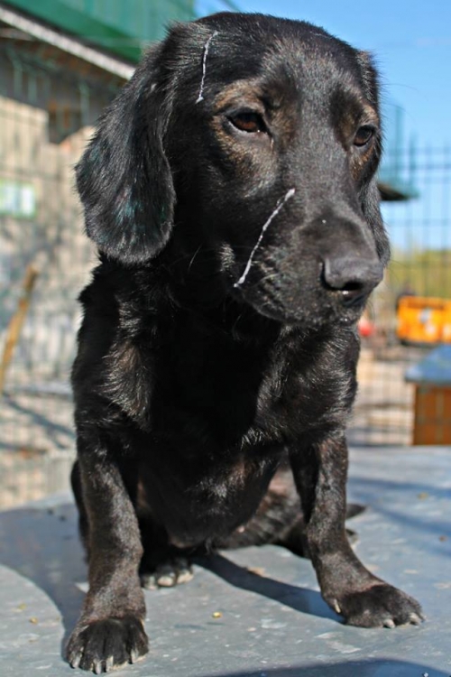 ტაქსას მეტისი ნენსი