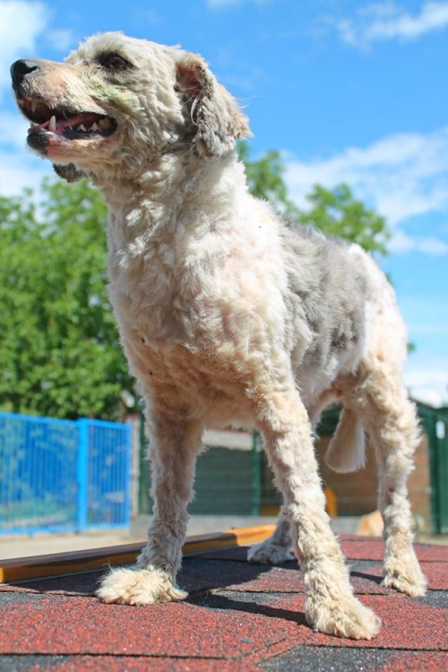 ბალონკის მეტისი უსახელო