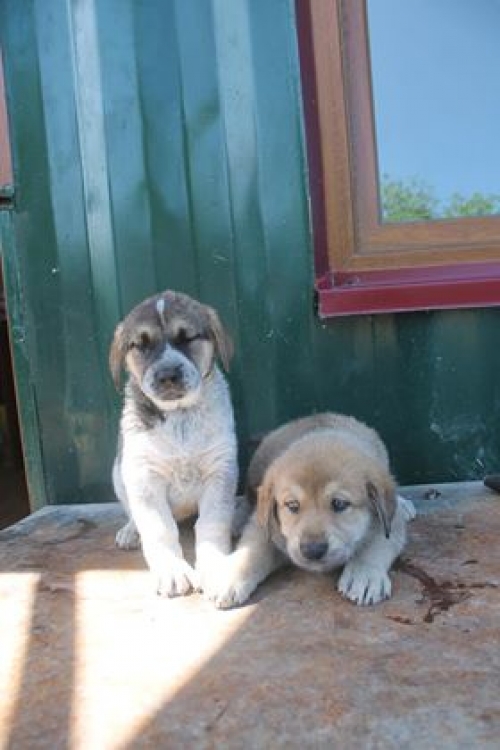 ქართული ქოფაკი უსახხელო