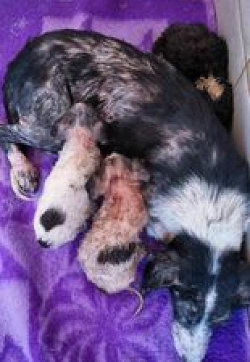 მეტისი რუსთავი