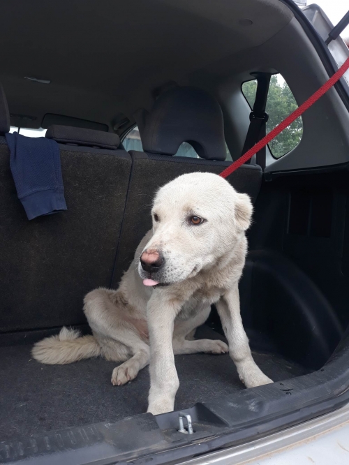 ქართული ქოფაკი კახეთი გზატკეცილზე ჰიპერმარკეტი გორგია