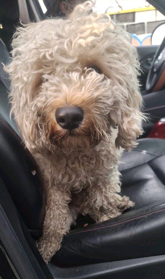 პუდელი. მოსკოვის გამზირი