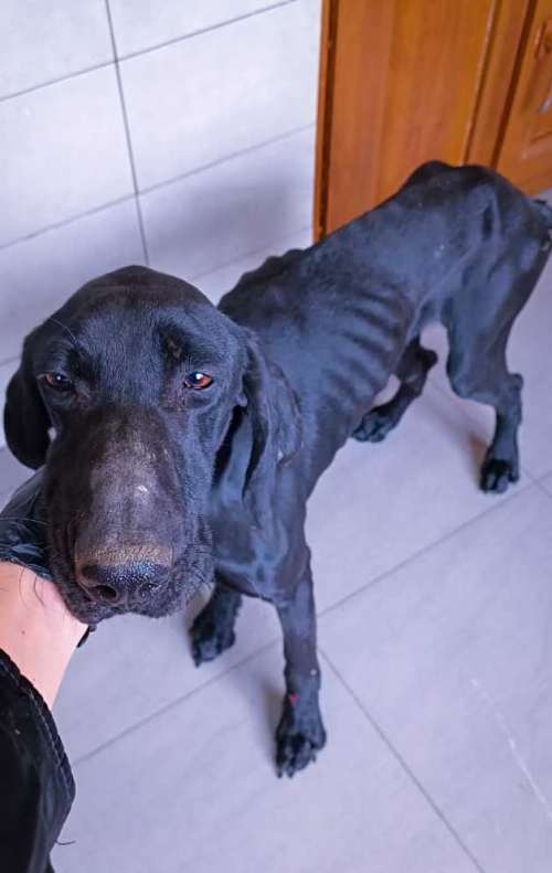 კურცხაარი დეა