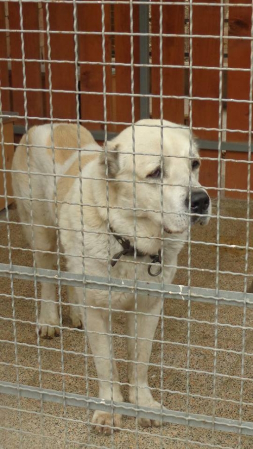 აზიური ნაგაზი უცნობი