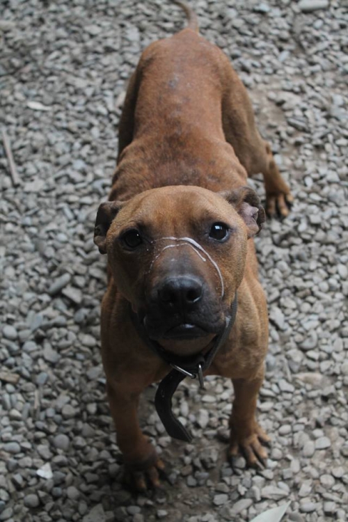 პიტი რიკო