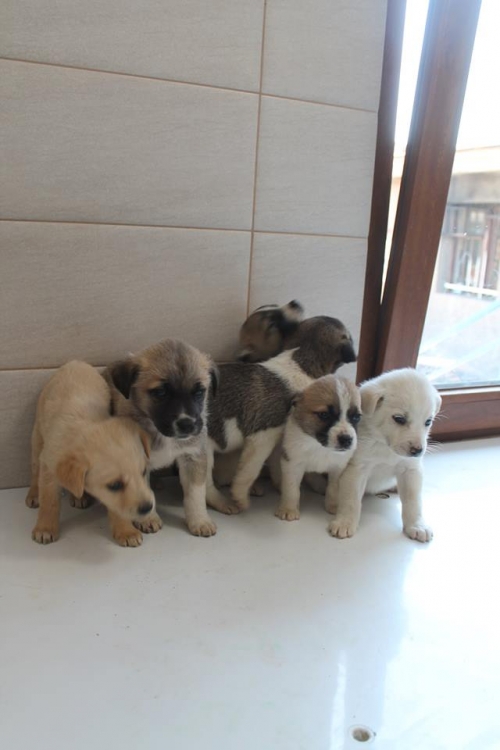 მეტისის ლეკვები უსახელო