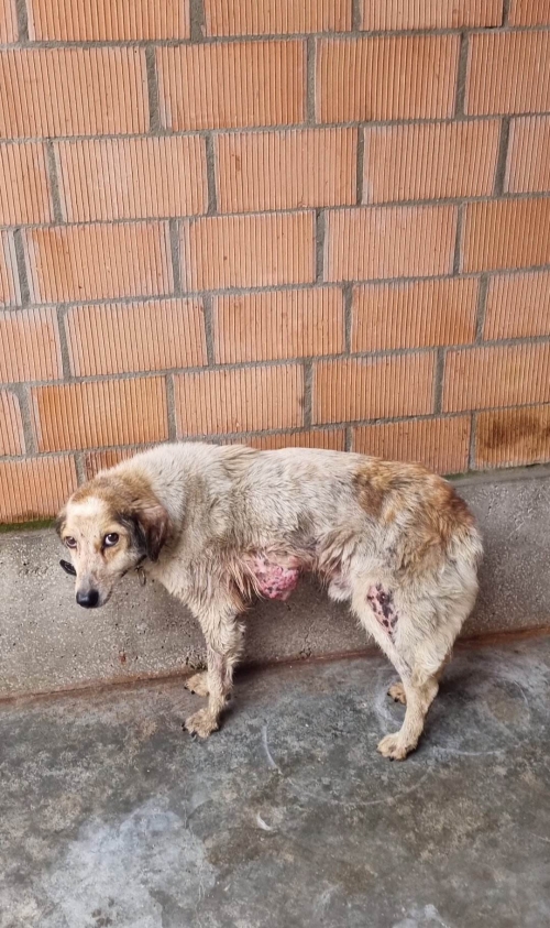 მეტისი ვანი