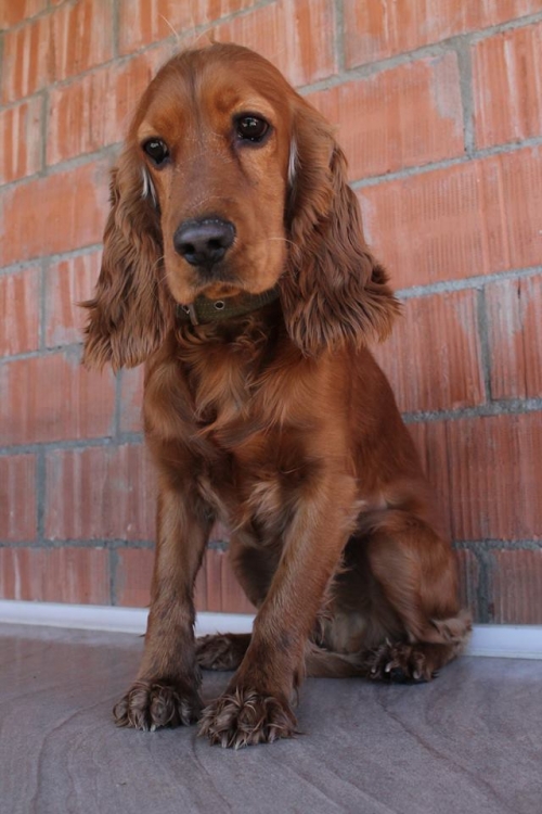 კოკერსპანიელი უსახელო