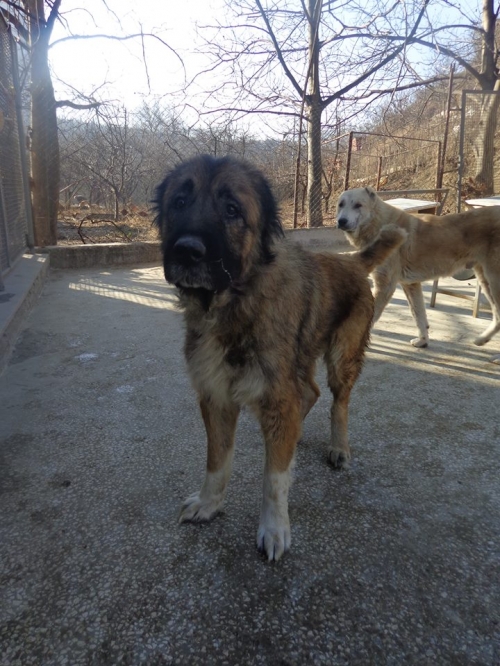 ქართული ნაგაზი ბომბორა