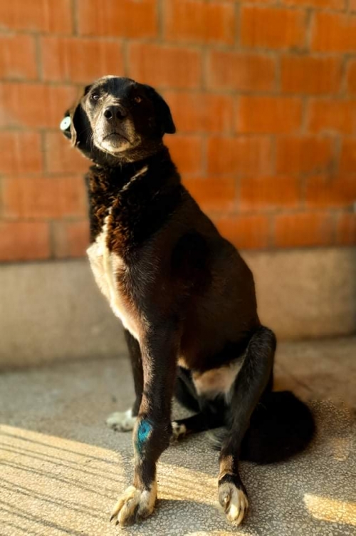 მეტისი გადმოყვანილია მუნიციპალური თავშესაფრიდან