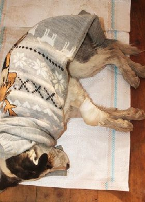 მეტისი უსახელო