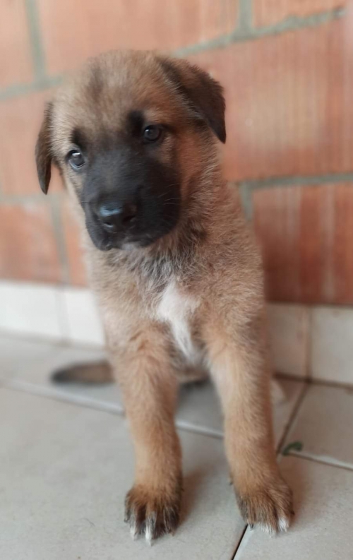 ქართული ქოფაკი ვარკეთილის ზემო პლატო