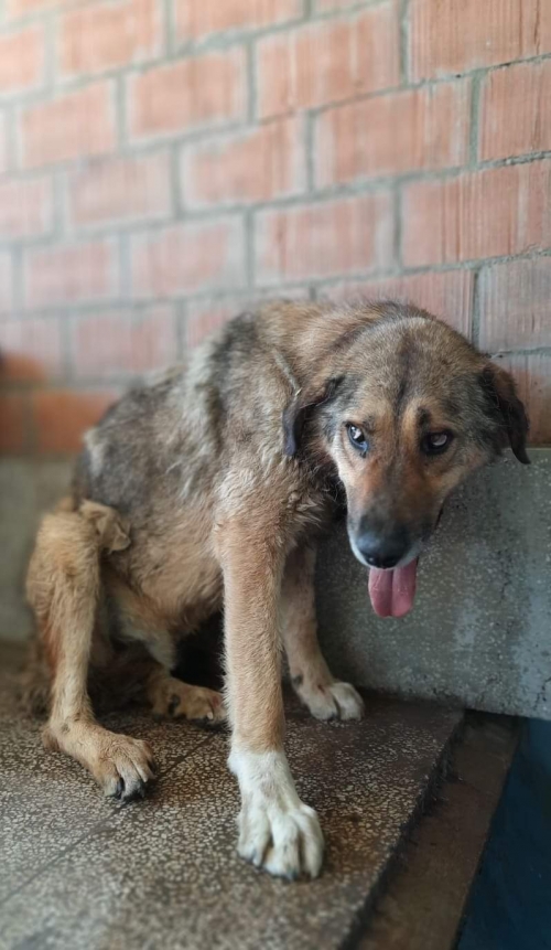 ქართული ქოფაკი ბალუ