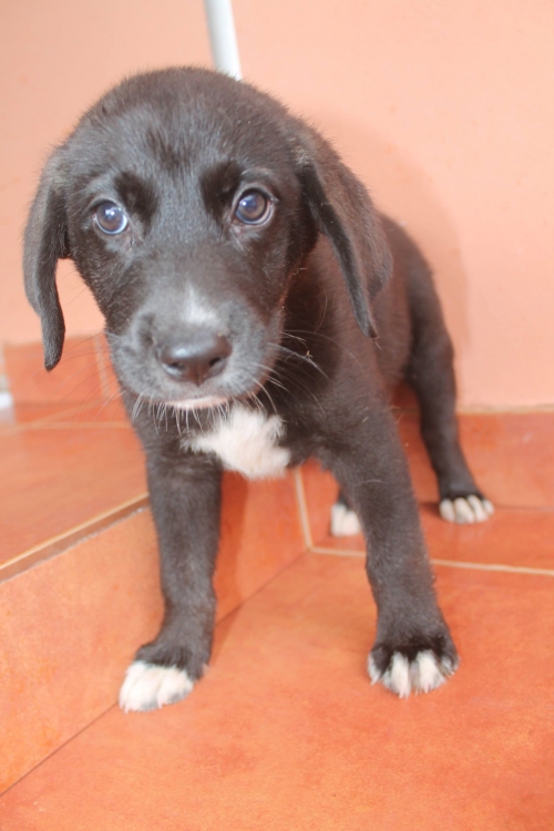 მეტისი უსახელო