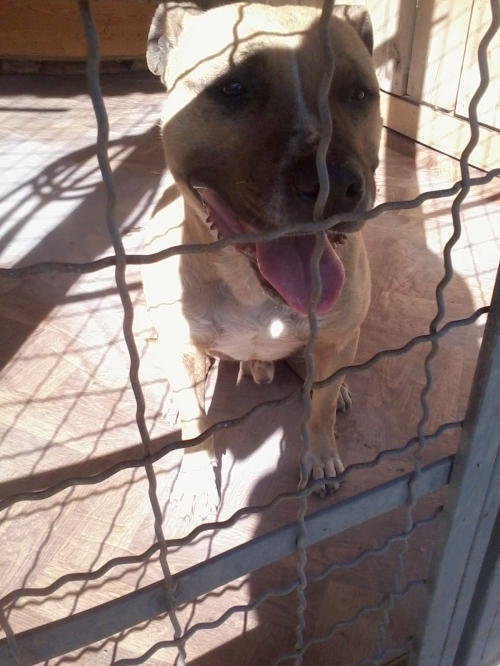 პიტი კრისი