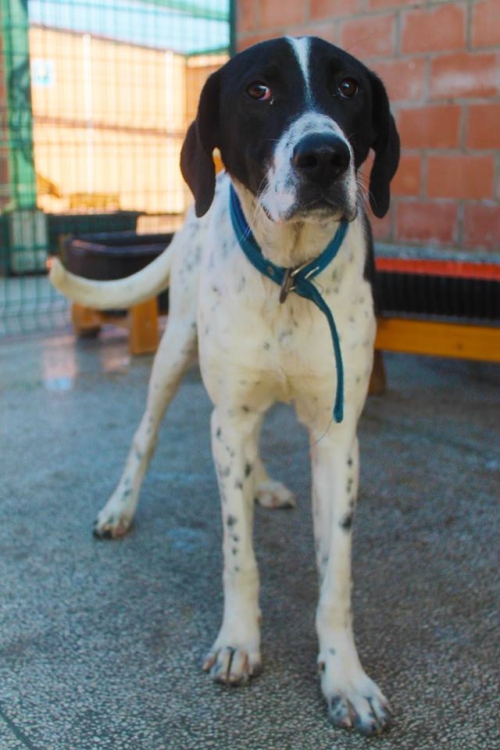 პოინტერის მეტისი ზარა