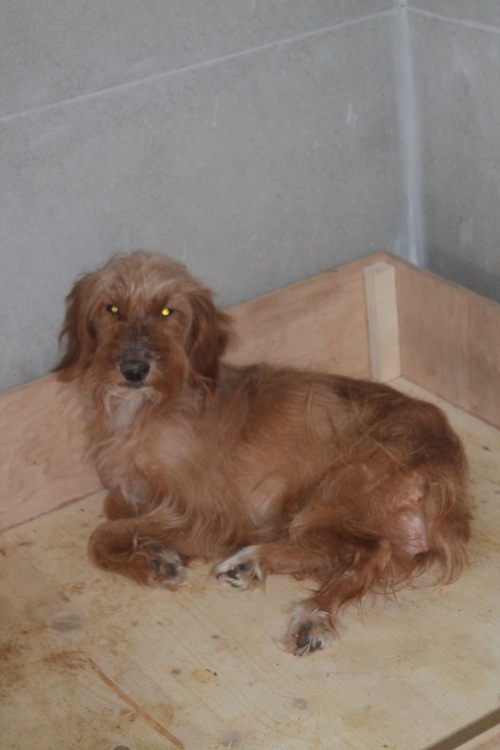 ბალონკა ჩაპა