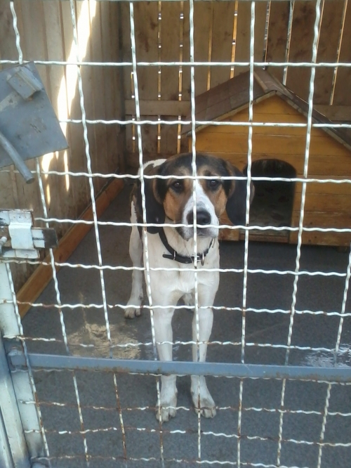 გონჩი უცნობი