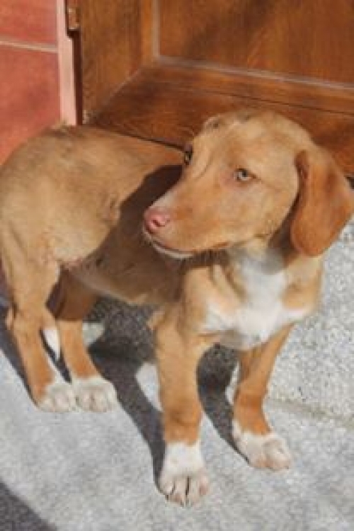 მეტისი უსახელო