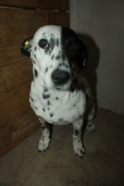 მეტისი უსახელო