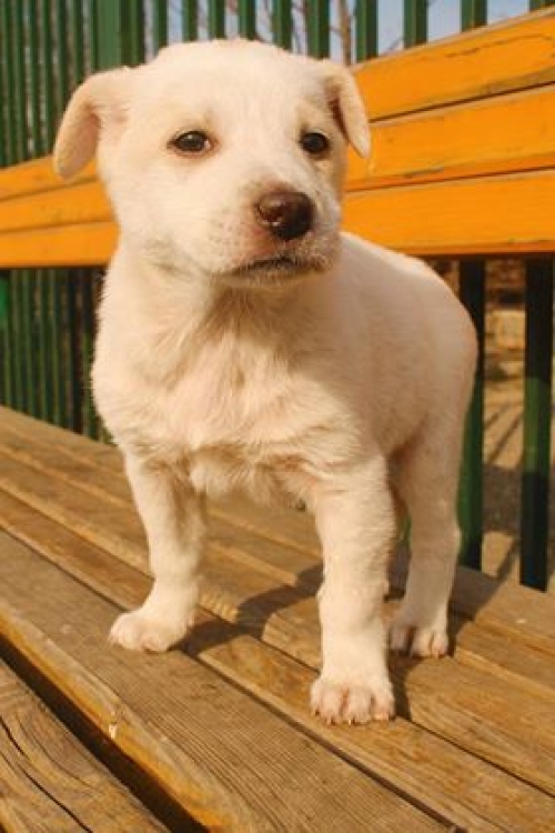 ქართული ქოფაკი უსახელო