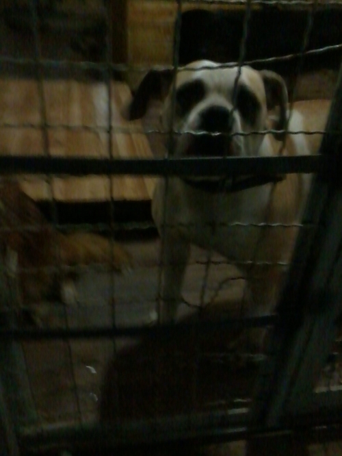 ამერიკული ბულდოგი უცნობი