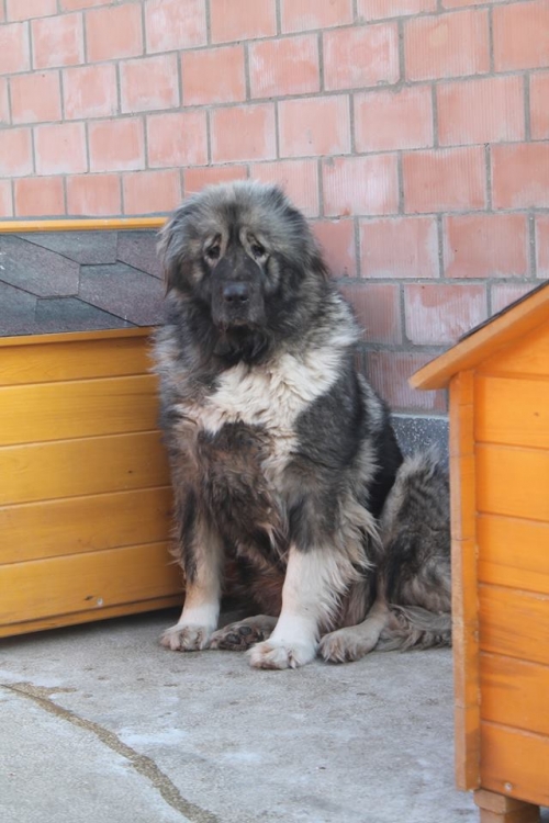 ქართული ნაგაზი სვანკა