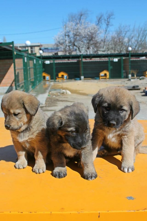 მეტისის ლეკვები უსახელო