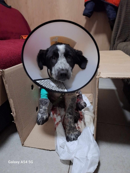 მეტისი ნუცუბიძეს მე 5 პლატო