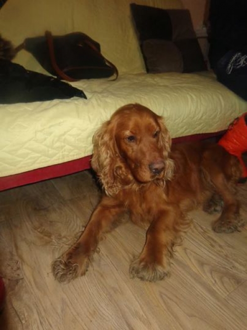 კოკერსპანიელი უსახელო