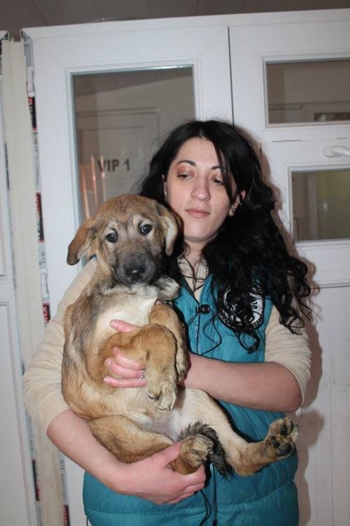 ლაბრადორის მეტისი უსახელო