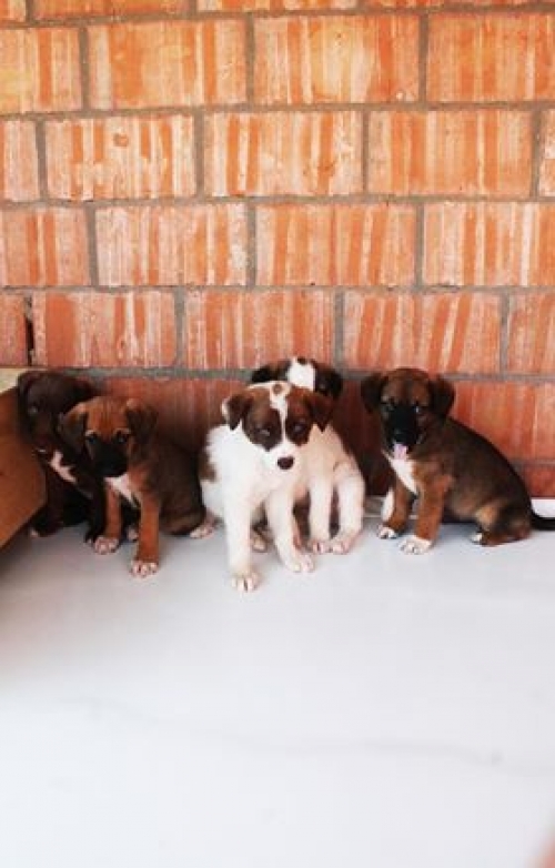 მეტისი უსახელო