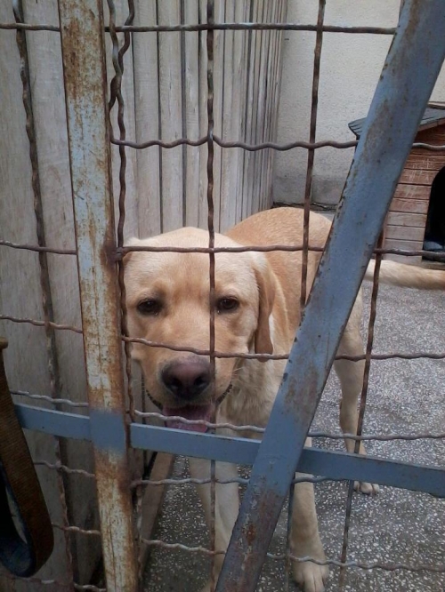 ლაბრადორი გოლდი