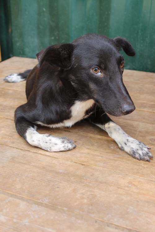 მეტისი უსახელო