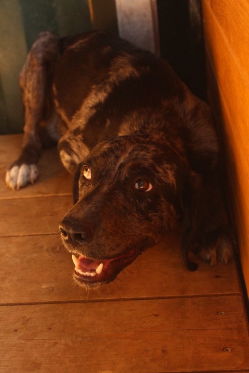 მეტისი უსახელო