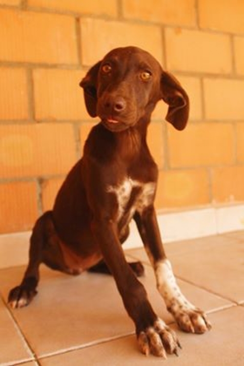 კურცხაარი უსახელო