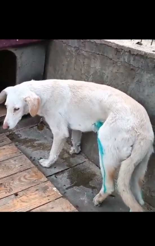 მეტისი ვაჟაფშაველა