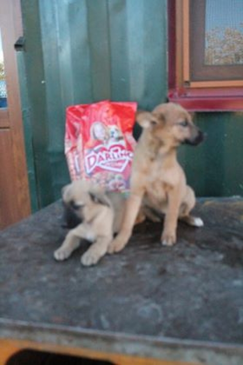 მეტისი უსახელო