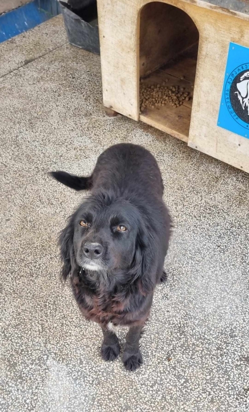 მეტისი ზესტაფონი