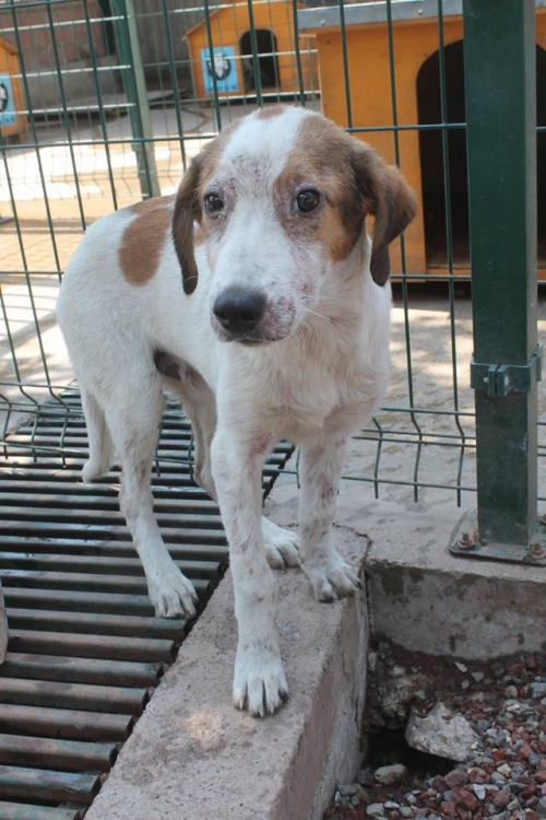 მეტისი უსახელო