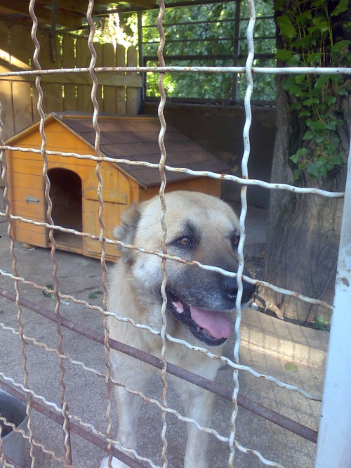 აზიური ნაგაზი