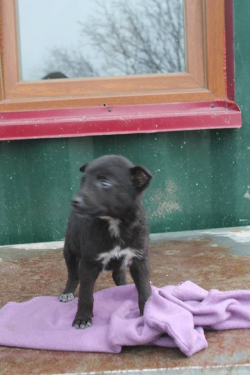 მეტისი უსახელო