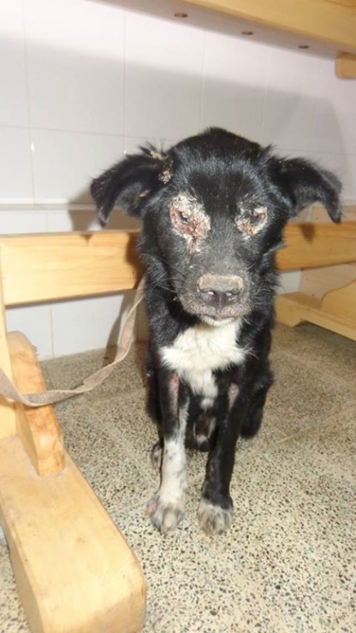 მეტისი უსახელო