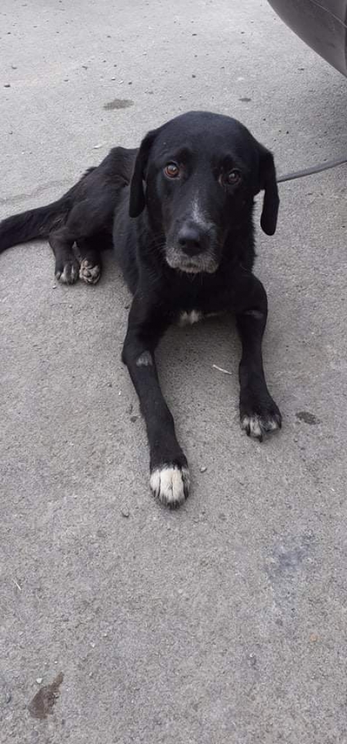 მეტისი უსახელო